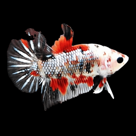 Premium Betta Male Dragon Koi 3cm