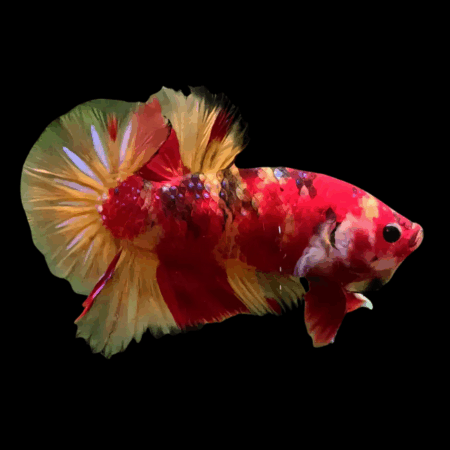 Premium Betta Male Dragon Nemo 3cm