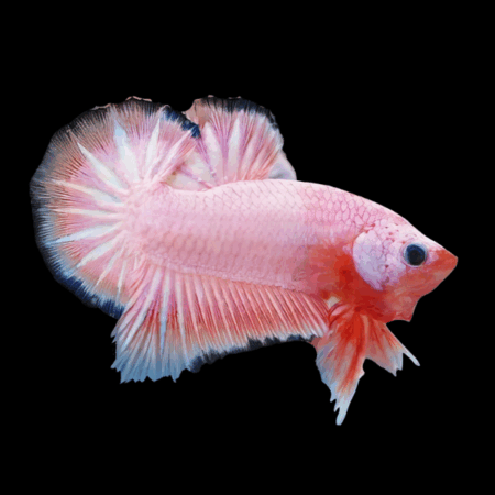 Premium Betta Male Dragon Pink Based 3cm