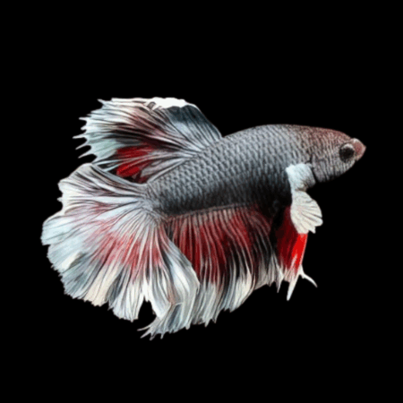 Premium Betta Male Elephant Ear Black Based 3cm