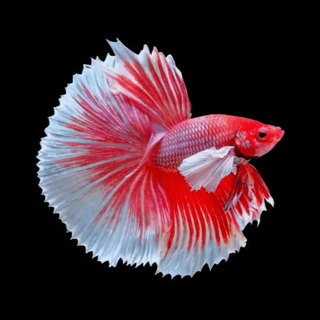 Premium Betta Male Elephant Ear Red Based 3cm