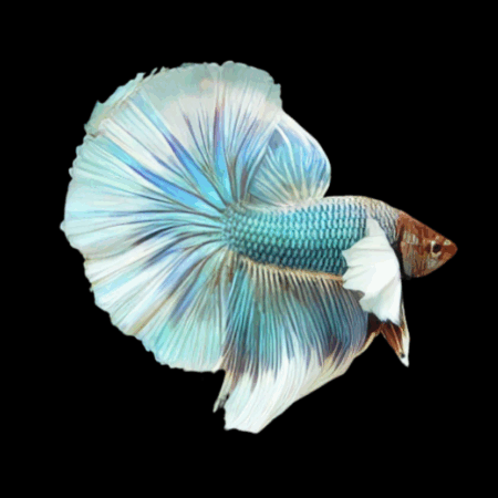 Premium Betta Male Elephant Ear Turquoise Based 3cm