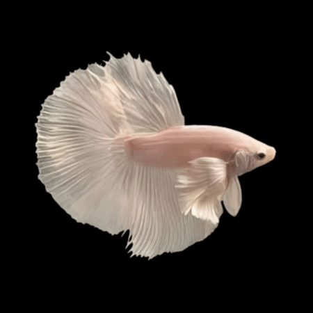 Premium Betta Male Elephant Ear White Based 3cm