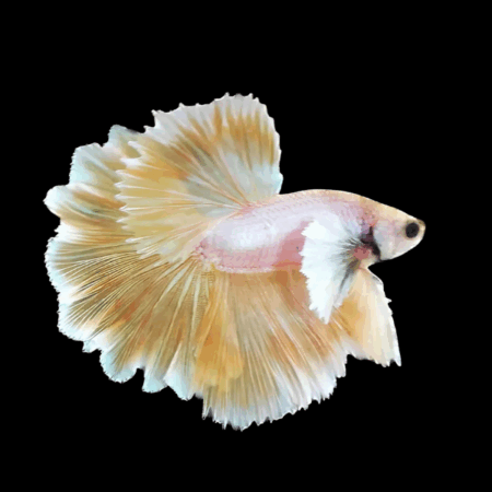 Premium Betta Male Elephant Ear Yellow Based 3cm