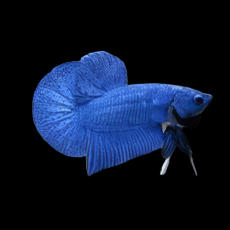 Premium Betta Male Hellboy Blue 3cm