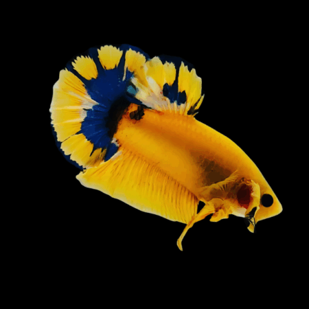Premium Betta Male Hellboy Blue & Yellow 3cm