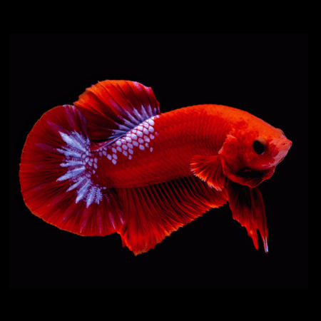 Premium Betta Male Hellboy Red 3cm