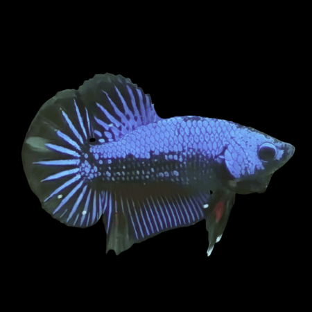 Premium Betta Male Samurai Blue 3cm