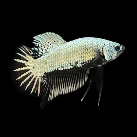 Premium Betta Male Samurai White 3cm