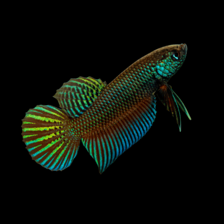 Premium Betta Male Wild Stiktos 3cm