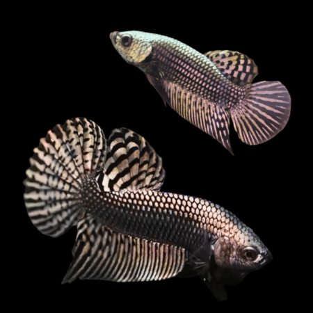 Premium Betta Pair Male & Female Alien Copper 3cm