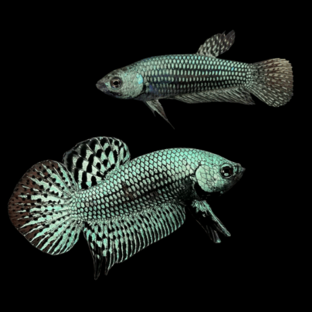 Premium Betta Pair Male & Female Alien Green 3cm