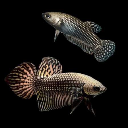 Premium Betta Pair Male & Female Alien Metallic 3cm