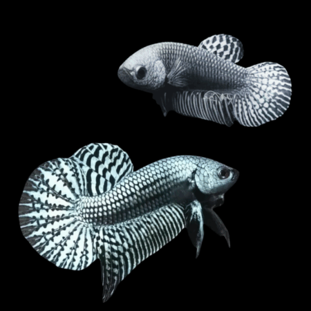 Premium Betta Pair Male & Female Alien Silver 3cm