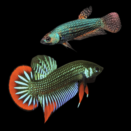 Premium Betta Pair Male & Female Alien Wild Colour 3cm