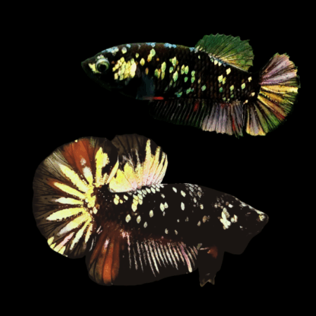 Premium Betta Pair Male & Female Avatar Copper Base 3cm