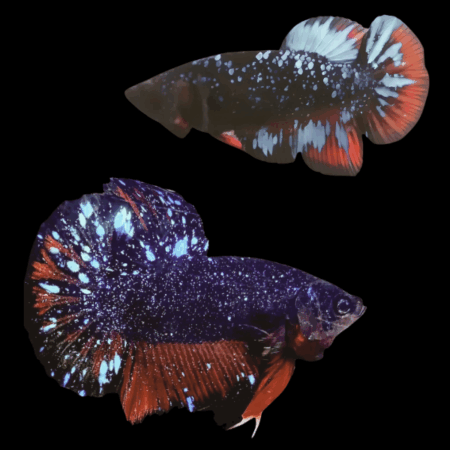 Premium Betta Pair Male & Female Avatar Galaxy 3cm