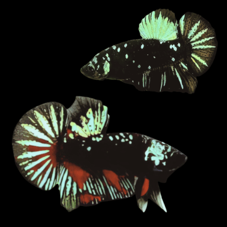 Premium Betta Pair Male & Female Avatar Green Base 3cm