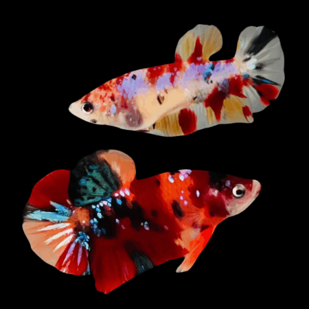 Koi Betta Pair Male & Female Avatar 3cm
