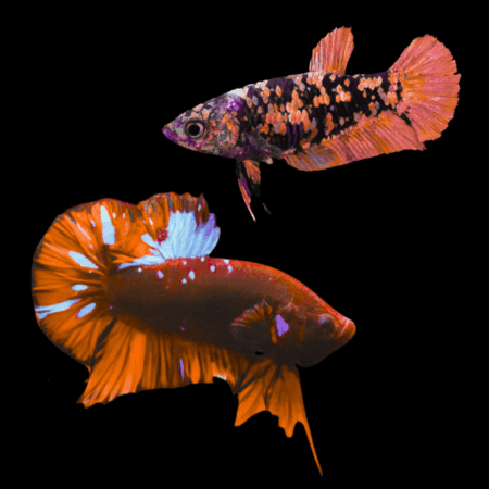 Premium Betta Pair Male & Female Avatar Red Base 3cm