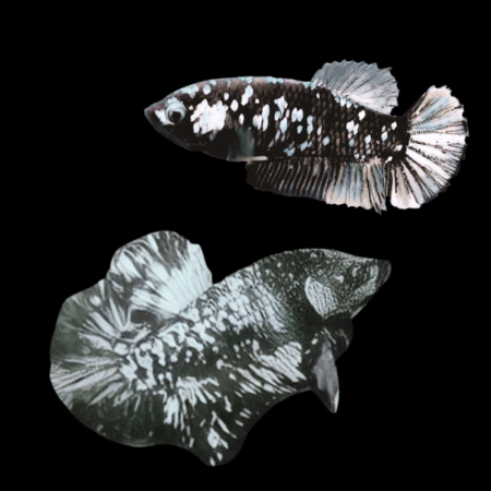 Premium Betta Pair Male & Female Avatar Silver Base 3cm