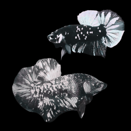 Premium Betta Pair Male & Female Avatar White Base 3cm