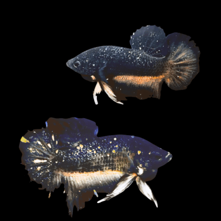 Premium Betta Pair Male & Female Avatar Yellow Base 3cm