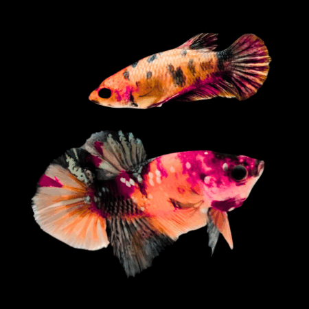 Premium Betta Pair Male & Female Double Tail Nemo 3cm
