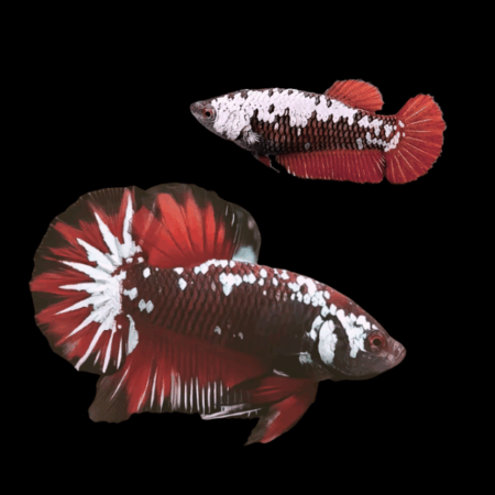 Premium Betta Pair Male & Female Samurai Red 3cm