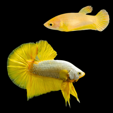 Premium Betta Pair Male & Female Samurai Gold 3cm
