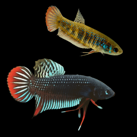 Premium Betta Pair Male & Female Wild Siamorientalis 3cm