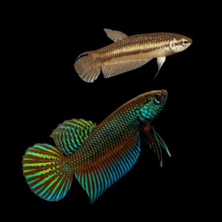 Premium Betta Pair Male & Female Wild Stiktos 3cm