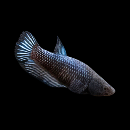 Standard Betta Female Black 3cm