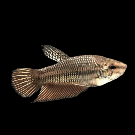 Standard Betta Female Black Base 3cm