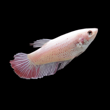 Standard Betta Female Pink 3cm