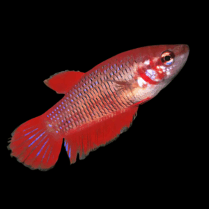Standard Fish Standard Betta Female Red 3cm – Sims Tropical Fish | Tropical Fish ...