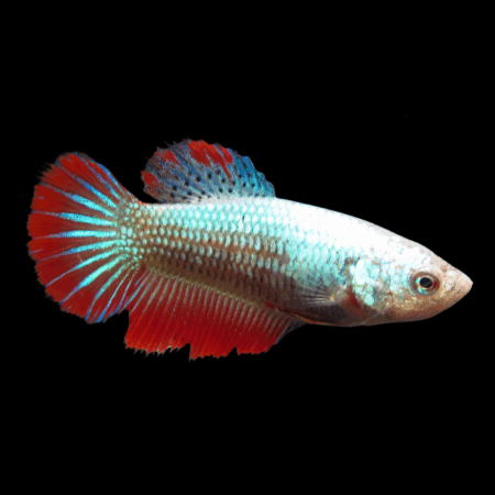 Standard Betta Female Tri Colour 3cm