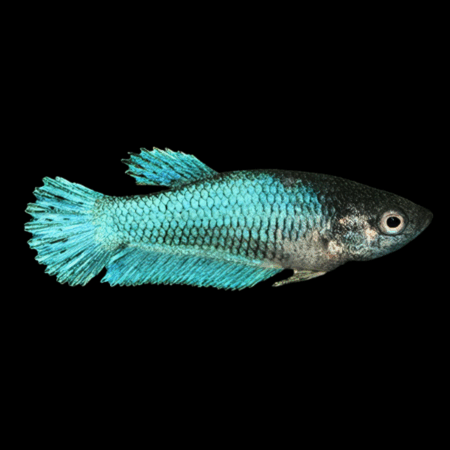 Standard Betta Female Turquoise 3cm