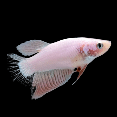 Standard Betta Female White 3cm