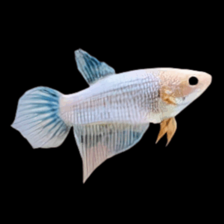 Standard Betta Female White Base 3cm