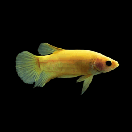 Standard Betta Female Yellow 3cm
