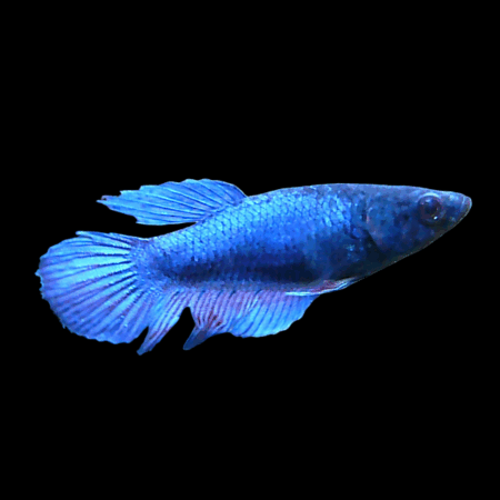 Super Delta Betta Female Blue 3cm