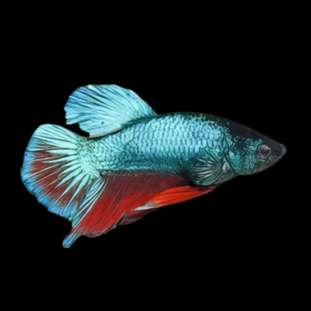 Super Delta Betta Female Green Base 3cm