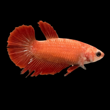 Super Delta Betta Female Orange Base 3cm
