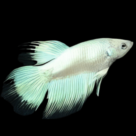 Super Delta Betta Female Platinum 3cm