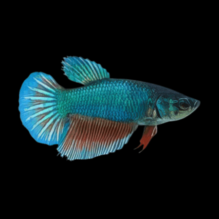 Super Delta Betta Female Turquoise Base 3cm