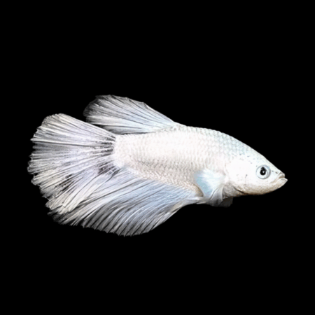 Super Delta Betta Female White Base 3cm