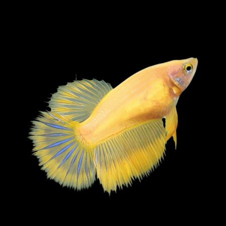 Super Delta Betta Female Yellow Base 3cm