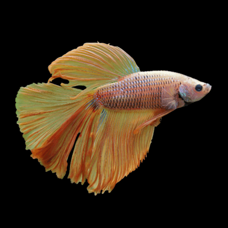 Super Delta Betta Male Orange Base 3cm