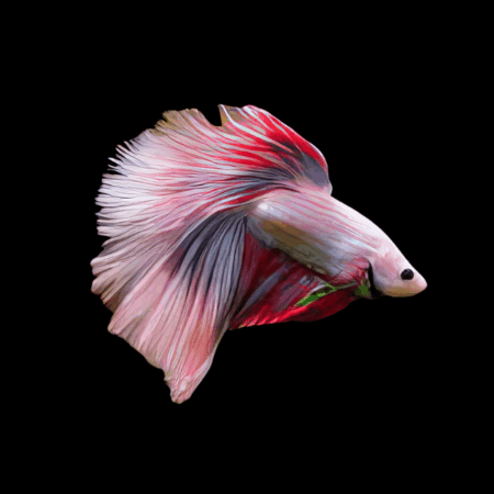 Super Delta Betta Male Pink Base 3cm